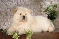 怎样分辨松狮幼犬的纯种程度？ 松狮幼犬纯种
