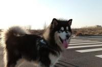 养阿拉斯加大概花费多少？ 阿拉斯加犬大概多少钱一只