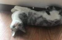 养猫的危害性有多大？ 养猫对孩子的巨大危害