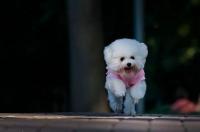 有最贵族血统的狗 阿富汗贵宾犬