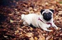 怎样喂养巴哥幼犬？ 巴哥犬幼崽