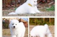德牧犬多少钱一只？ 黑德牧犬价格
