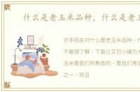 什么是老玉米品种，什么是老玉米