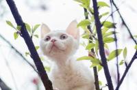 德文卷毛猫为什么不建议养？ 德文卷毛猫容易得什么病