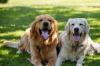 金毛犬是来自那个国家的？ 金毛犬是哪个国家的品种