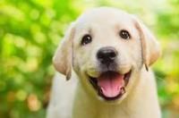 请问缉毒犬都是什么品种？ 缉毒犬是什么犬种