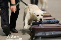 缉毒犬会被松鼠抢饭碗吗？ 缉毒犬训练