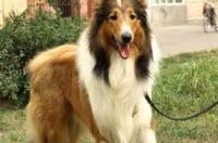 苏格兰牧羊犬和边境牧羊犬有什么区别？ 边牧犬和苏牧犬区别