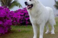 人类饲养世界宠物排名榜？ 世界名犬排行榜宠物狗