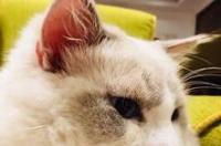 猫生产前的征兆？ 猫生产前的几小时征兆