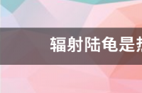 辐射陆龟是什么品种？ 辐射陆龟