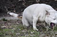 犬细小病毒是什么？ 犬细小病毒病流行病学特征是