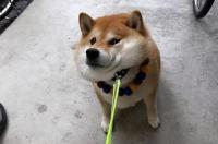 养柴犬好还是养秋田犬好？ 柴犬与秋田犬哪个更好