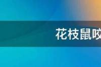 花枝鼠咬人有事吗？ 花枝鼠咬了人死掉了