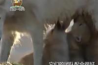 哪些狗比较凶 最凶猛的狗叫声清晰怒叫