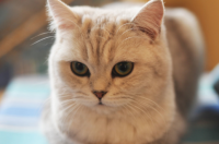 猫为什么爱吃鱼和老鼠？ 猫为什么吃老鼠和鱼