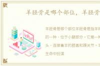 羊胫骨是哪个部位，羊胫骨
