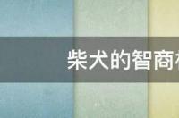 一岁的柴犬相当于人多少的智力？ 柴犬智商相当于人几岁