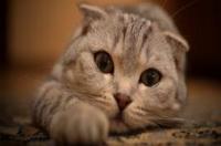 猫真的有9条命吗 猫有九条命是真的吗蚂蚁庄园答案