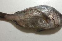 深海鱼有那几种？ 深海鱼都有哪些鱼