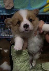 柯基幼犬怎么喂养 怎样养柯基幼犬