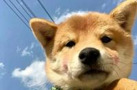 为什么不能用猫做头像 狗子头像微信头像