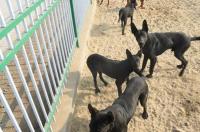 东德纯黑牧羊犬怎么喂？ 东德牧羊纯黑犬价格