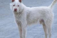 下司犬长毛与短毛哪个多好？ 短毛下司犬多少钱一只