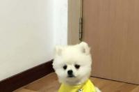 博美犬多少钱一只 纯黑博美犬多少钱一只