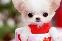 吉娃娃是茶杯犬吗？ 吉娃娃茶杯犬好养吗