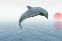 海豚的英语单词怎么读 dolphin怎么读