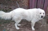大白熊幼犬一只多少钱？ 大白熊犬一顿吃多少