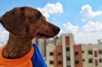 一般家庭养什么狗比较好 养什么犬比较好