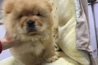 25925，立亚松狮犬舍的松狮犬怎么样，价钱不低，有了解的吗？谢谢 短毛松狮犬舍