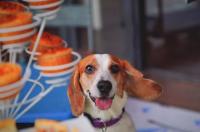 比格犬好养吗？ 比格犬好养吗?性格怎么样