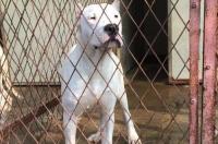 杜高犬的嗅觉排名第几？ 杜高犬嗅觉如何