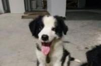 狗狗能吃香蕉吗？ 狗狗可以吃香蕉吗
