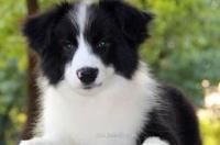 边牧幼犬大概多少钱一只？ 边牧小狗多少钱
