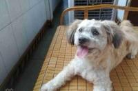 怎么样区分京吧和西施 西施犬纯种和不纯区别