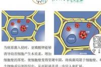亚磷酸钾1000毫升和1000g差多少？ 亚磷酸钾价格