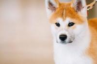 为什么养大丹犬的人少？ 大丹犬为什么被禁养