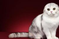 高地折耳猫是什么品种？ 高地折耳猫是什么品种