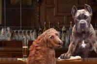 大耳朵的犬是什么品种？ 特大型犬种类