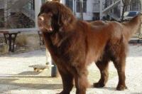 大型犬品种 大型犬种类有哪些