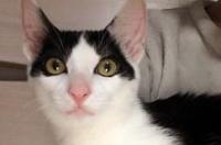 黑猫的品种以及价钱？详细点，准备买只黑色的猫？ 猫的品种价格排行榜