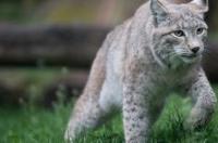 藏獒和猞猁哪个猛？ 猞猁打得过藏獒吗