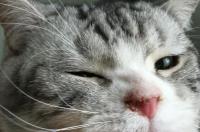 猫咪上火了，怎么办？ 猫咪上火怎么办