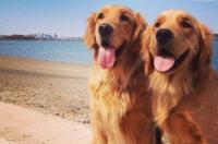 金毛掉毛怎么处理？ 金毛犬掉毛严重怎么办