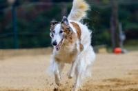 harrier是什么意思 猎兔狗