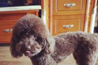 泰迪犬几个月开始训练？ 泰迪从多大开始训练